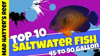 Top 10 Saltwater Fish for a 45 to 90 gallon aquarium [upl. by Nuavahs]