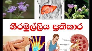 නීරමුල්ලිය ප්‍රතිකාරය  Neeramulliya Ayurveda Marsh Barbel  Treatments [upl. by Endres799]