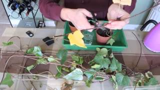 Propagating Ivy  Stem Cuttings [upl. by Sutelc615]