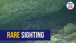 WATCH Rare coelacanth filmed off Sodwana coast [upl. by Etessil]