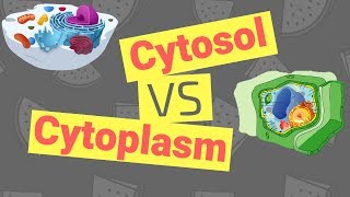 Cytosol vs Cytoplasm  Whats the Difference [upl. by Waers]