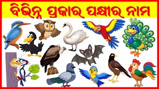 LEARN BIRDS NAME IN ENGLISH AND ODIAବିଭିନ୍ନ ପକ୍ଷୀ ମାନଙ୍କ ନାମOdia Learning Videos For kidstodder [upl. by Ong]