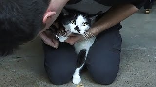 How to trim your cats claws [upl. by Ellicott]