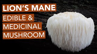 Foraging Lions Mane Mushroom — Edible amp Medicinal [upl. by Etnoid]