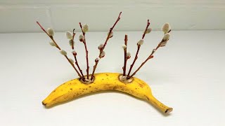 How to grow Banana plants from seed  1 years growth in 5 minutes [upl. by Justina]