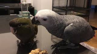 My Patagonian conure first day home [upl. by Animor]