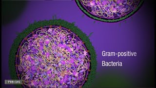 4 Basic Steps in Choosing Antibiotics [upl. by Neirol878]