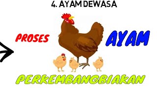 Proses Perkembangbiakan Ayam [upl. by Gruber]