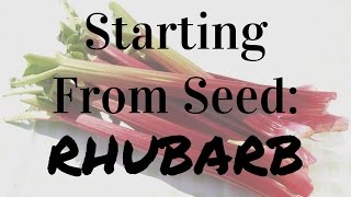 How To Start Rhubarb From Seed [upl. by Namia301]