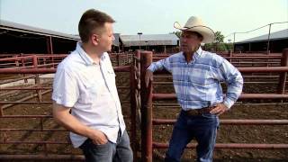 Cattle Sale Barn  Americas Heartland [upl. by Assiluj]