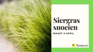 Siergras snoeien in maart en april  Tuinennl [upl. by Hsu]