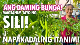 ANG DAMING SILI PAANO NGA BA ITO ITINATANIM Sili Planting Tutorial  Haydees Garden [upl. by Lledyl]