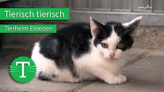 Tierisch tierisch aus dem Tierheim Eisleben  Sendung vom 14102020  MDR [upl. by Barbee]