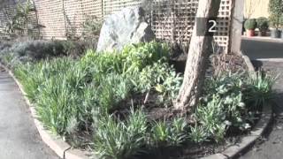 How To Plant Snowdrops [upl. by Reidar]