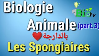 les spongiaires  biologie animale part2 [upl. by Nwahsyt]