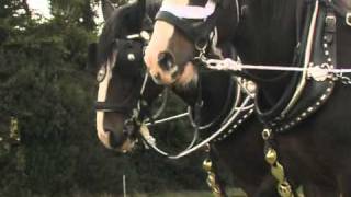 Shire Horse Society demonstration video [upl. by Callas421]