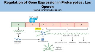 Lac Operon Explained Easy  Regulation of Gene Expression [upl. by Werra]