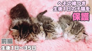 【前編】へその緒つき生後1日の子猫4匹を保護 生後1日〜35日【ハナサクモグレン成長記録 総集編】1番小さな子はたった74g Protection of a onedayold kitten [upl. by Ayanaj]