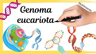 El Genoma Eucariota  Eucromatina y Heterocromatina [upl. by Ainos]