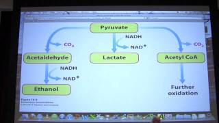 22 Biochemistry Glycolysis II Lecture for Kevin Aherns BB 450550 [upl. by Kieffer]