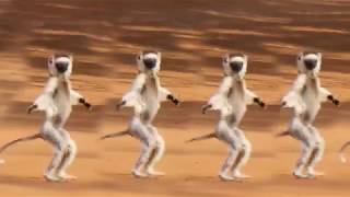 MADAGASCAR DANCING VERREAUXS SIFAKAS [upl. by Ettenil216]