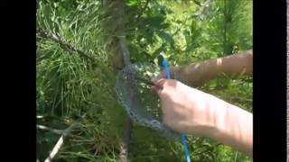 How to Build a Mourning Dove Nest [upl. by Rozina561]