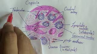 Histology of spleen [upl. by Atin]