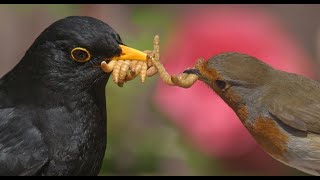 Handfeeding Robins and Blackbirds live mealworms [upl. by Eeladnerb]