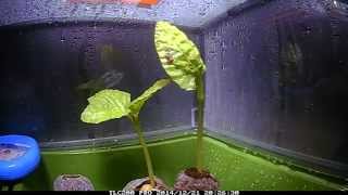 Fast Growing Moonflower Vine  Seedling Timelapse [upl. by Blackwell]