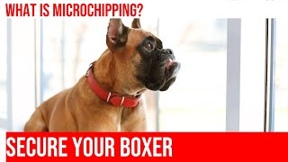 Securing Your Boxer All You Need to Know About Microchipping [upl. by Merlin]