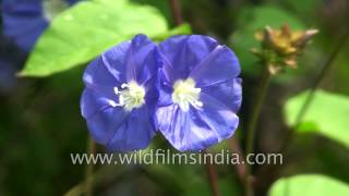 Jacquemontia violacea  Skyblue Clustervine is native to tropical America [upl. by Nyer]