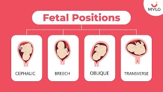 Types Of Fetal Positions  Types Of Fetal Positions During Pregnancy  Mylo Family [upl. by Corina]