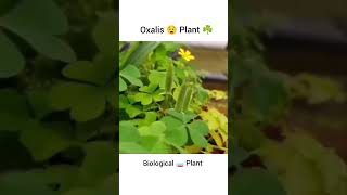 Oxalis Plant Shoots BALLISTIC Seeds When Touched INSANE Reaction science biology oxalis plants [upl. by Ellac]