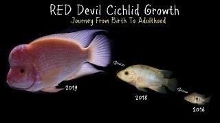 Watch My Red Devil Cichlid Grow 0 To 11 Inches [upl. by Admana]