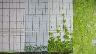 Grow Morning Glory From Seeds Timelapse Day 1Day 65 plant morning gloryno flowers [upl. by Eisiam]