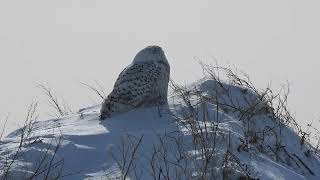 Harfang des neiges [upl. by Latnahc]