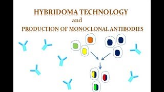 Hybridoma Technology [upl. by Annaillil929]