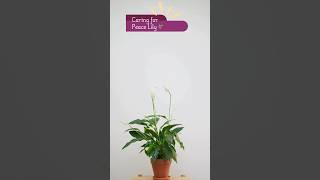 Peace Lily Plant Care Tips 🌿  Quick Guide [upl. by Okir75]