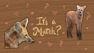 Matchmaking For Maned Wolves  Maddie About Science [upl. by Aitenev967]