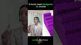 Um burro inteligente cortes comedia humor shortvideo viralvideo viralshorts memes [upl. by Plante]