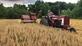 IH Model 80 Combine and Farmall 806 harvesting oats [upl. by Romanas]