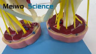 Intraspinal Spinal Cord and Spinal Nerves Soft Silicone Anatomy Model [upl. by Kata]