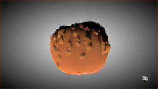 warty pumpkin uCT video [upl. by Lalittah]