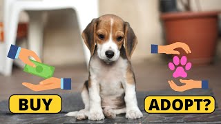 Adopting vs Buying a Beagle the pros and cons of both Worlds [upl. by Halyak]