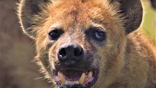 HairRaising Hyena Moments  BBC Earth [upl. by Salzhauer]