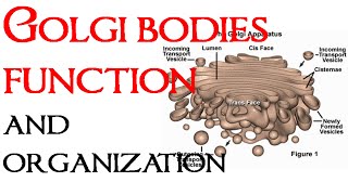 Golgi bodies function and organization [upl. by Hauhsoj]