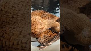 Majestic King Eiders at Seward Sea Life Center [upl. by Donatelli]