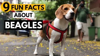 9 Facts About Beagles you didnt know [upl. by Widera]