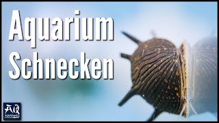 Schnecken im Aquarium halten  AquaOwner [upl. by Diskin91]