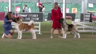 Akita Judging Sydney Royal 2015 [upl. by Schinica]